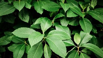 파푸아와 말루쿠 사람들이 사용하는 잔추크 잎의 효능을 알아보세요.
