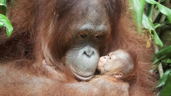 Selama Masa Pandemi, Banyak Satwa Dilindungi di Indonesia yang Lahir