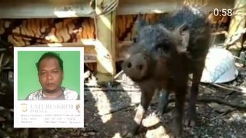 'Sutradara' Hoaks Babi Ngepet di Depok Jalani Sidang, Ternyata 4 Saksi Disuruh Telanjang untuk Menangkap Si Babi