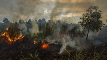 DLHK:截至10月,南苏拉威西岛的森林和陆地火灾达到824公顷