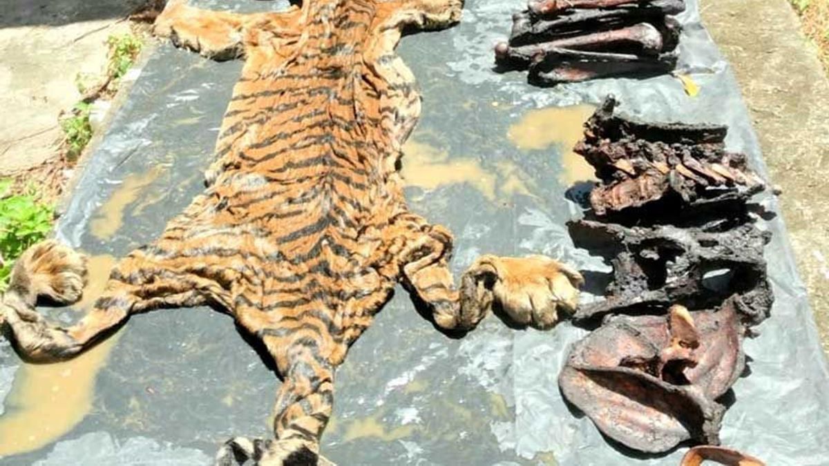 Pretending To Be A Buyer, Officers Arrest 2 Sellers Of Tiger Skin Complete With Bones In Aceh