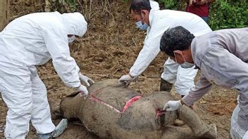 Almost Extinct Sumatran Elephant Calf Found Dead At The Border Of Plantations And Forests In Aceh