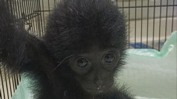 詹比警方通过社交媒体逮捕了两只暹罗猫的卖家