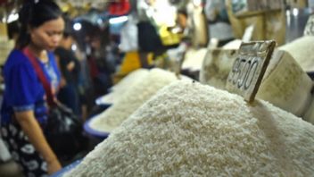 Rice Prices In Lebak Stable Due To Abundant Supply