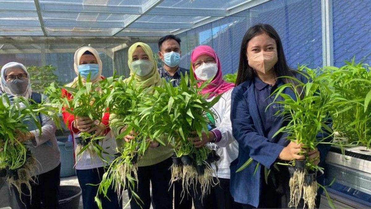 Harvest 30 Kilograms Of Hydroponic Vegetables On The Roof Of The RSCM Mosque