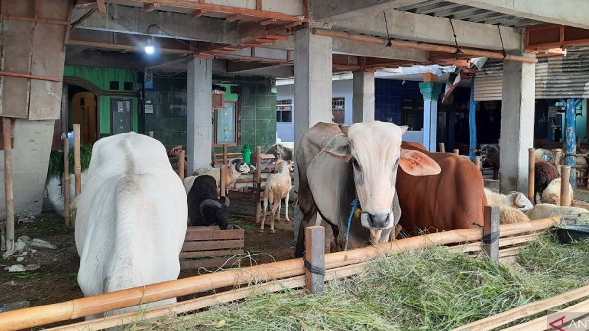 Tangerang Regency Government Finds Five Cattle Affected By FMD