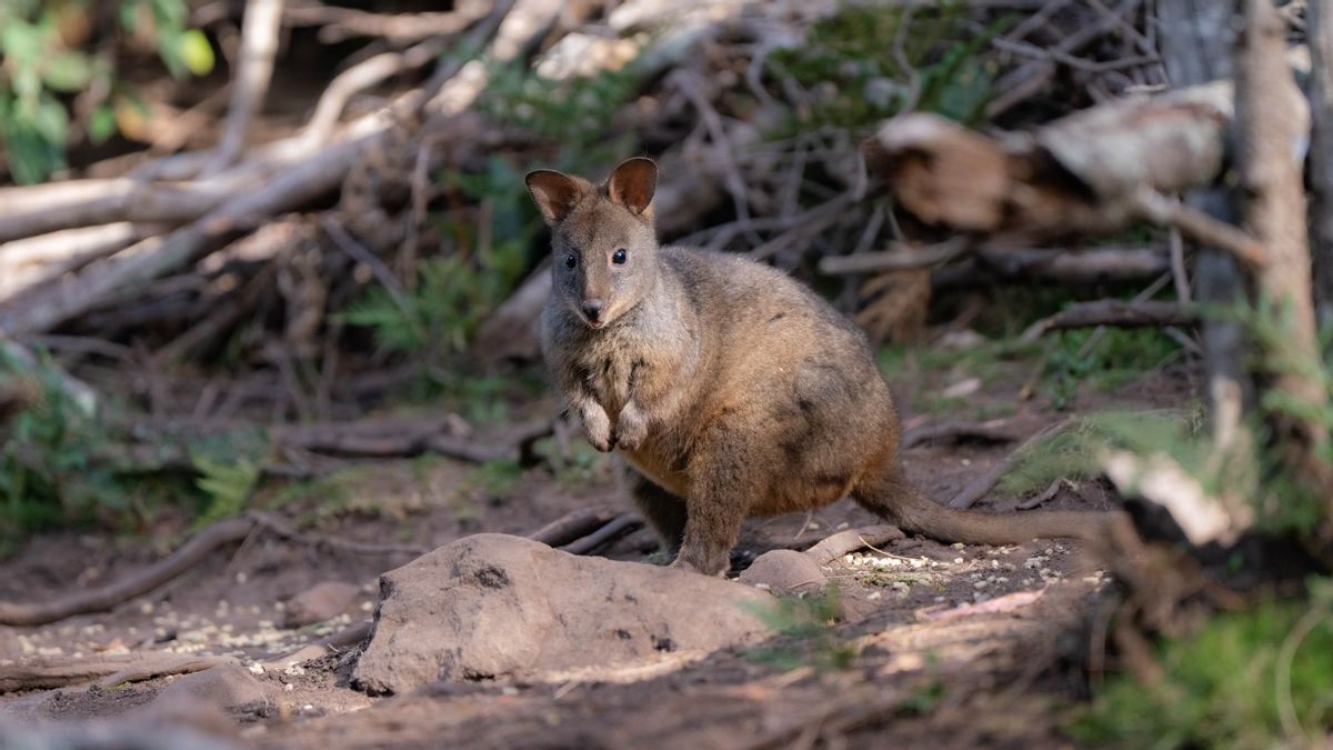 Peneliti Australia Temukan 3 Spesies Kanguru Baru yang Telah Punah