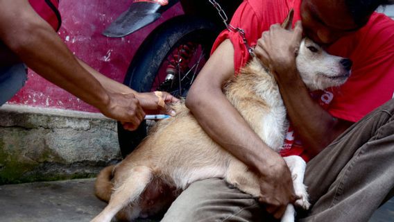 予防接種は最適ではない、ジェンブラナバリの狂犬病症例は急上昇