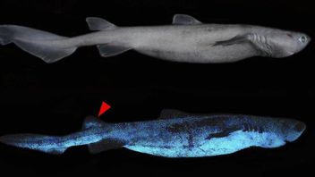 科学者たちは、ニュージーランド沖の暗闇の中で輝くサメを発見しました