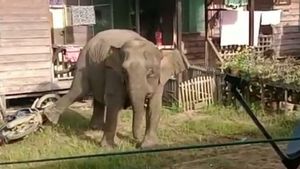 Kawanan Gajah Tak Masuk Perkampungan Tulin Onsoi Nunukan, tapi Kalabakan Malaysia