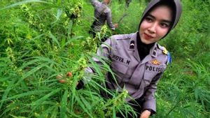 Police Destroy 1.5 Hectares Of Ladang Ganja In The Inland Of Pidie