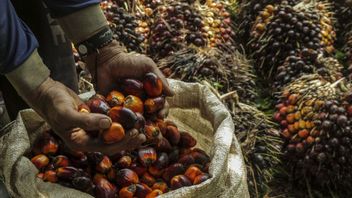 Airlangga Ungkap RI Berkomitmen Dukung Keberlanjutan Industri Sawit