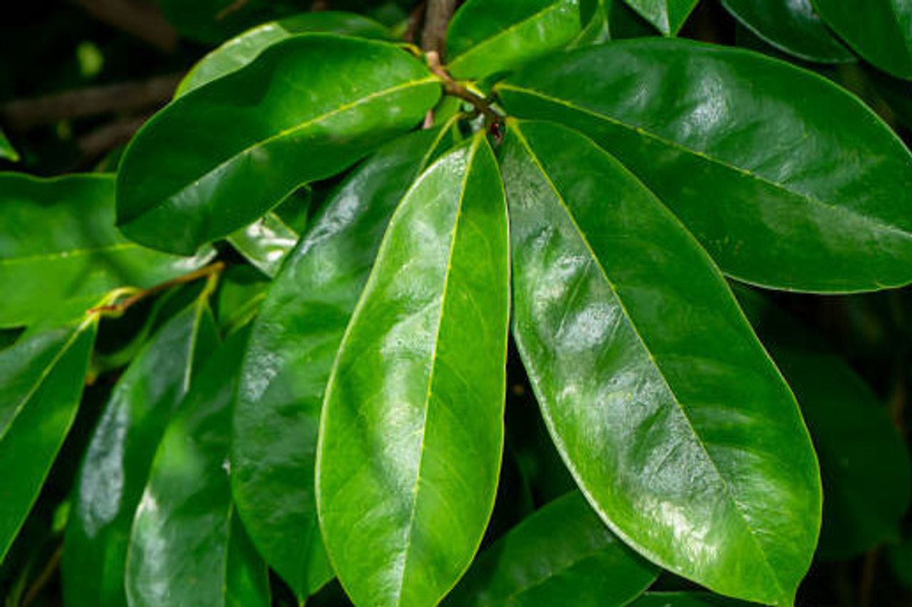 Body Reaction After Drinking Sirsak Leaf Boiling: Here's A Positive And Negative Response