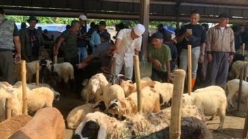 Puluhan Ekor Sapi di Cianjur Mati karena PMK