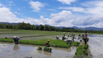 نهر وايتيل في بورو ريجنسي، مالوكو يفيض، مئات الهكتارات من حقول الأرز المزارعين مهددة بفشل المحاصيل