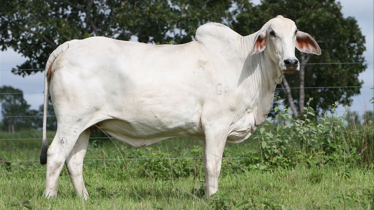 佐科威为马鲁古的宰牲节献上850公斤的牛 