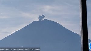 Gunung Semeru Erupsi dengan Tinggi Letusan 500 Meter di Atas Puncak