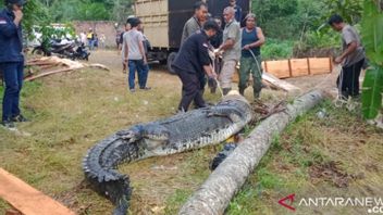 Because 11 Estuary Crocodiles In Jambi Also Need Attention