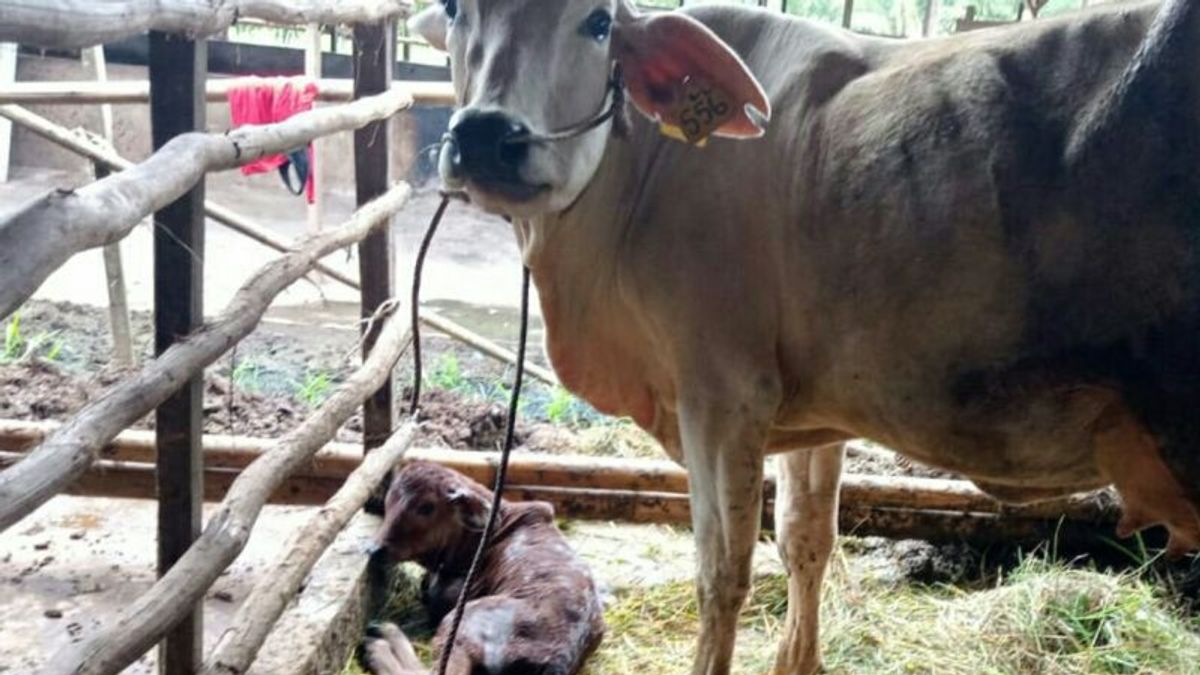 North Penajam Paser Regency, East Kalimantan Insure 200 Cows