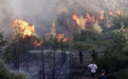 Karhutla di Jambi Seluas, 500 Hektare Hutan Terbakar