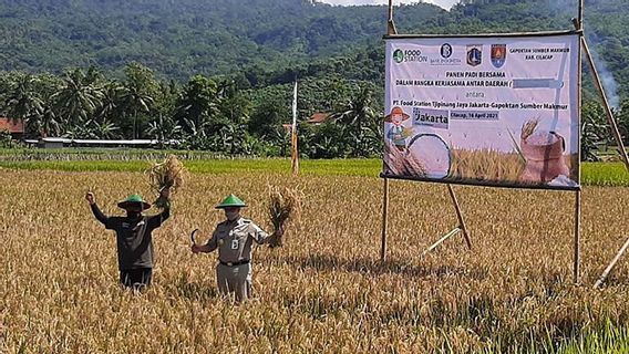 Le Moment D’Anies Baswedan Et Le Régent De Tatto Récolte Du Riz à Cilacap