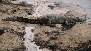 Researchers Find Traces Of Ancient Crocodile Twins 250 Million Years Ago