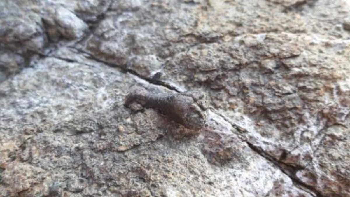 アンサン市で発見された韓国の爪の化石