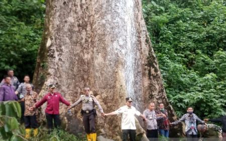 Pohon Terbesar di Dunia itu Tumbuh di Agam