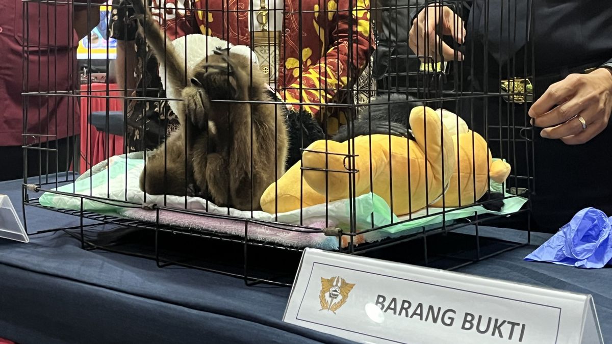 Turis Mesir Selundupkan Tiga Ekor Siamang, Terancam Denda Rp5 Miliar