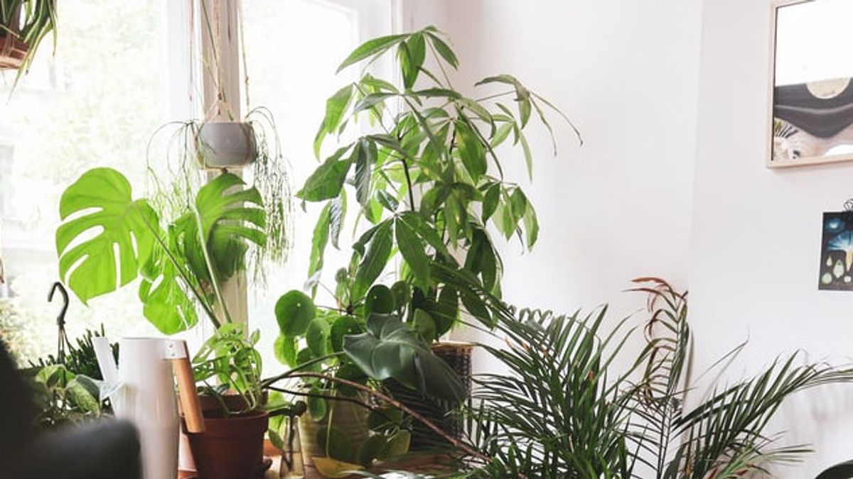 Conseils Pour Organiser Les Collections De Maison Et De Plantes Avec Le Concept Urban Jungle