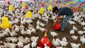 Danantara Investment Of IDR 20 Trillion Is Recommended For Revitalization Of Chicken Farms