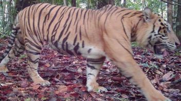 4 Sumatran Tigers Recorded on Camera in Bukit Tigapuluh National Park, Jambi