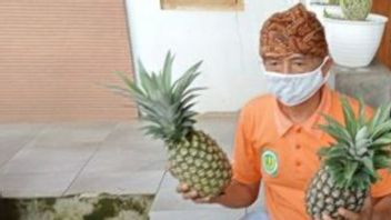 Bonnes Nouvelles De Subang, Pemkab Gandeng IPB Va Développer Pineapple Simadu