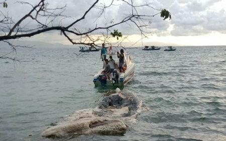 Bangkai Paus Ditemukan Mengambang di Perairan Taman Nasional Bunaken