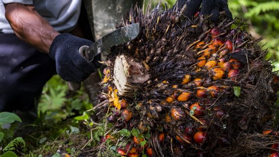 Indonesia is Pursued by EUDR Rules, Palm Oil Traceability is the Key to Market Access