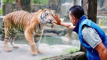 バン・イジェック、現在シアンタル動物園にいるサパ・タイガー将軍スリョ・プラボボを逃す