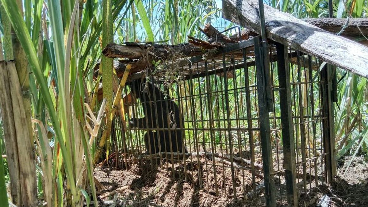 等待9天，蜂蜜熊破坏了甘蔗植物，吃了属于阿加姆居民的菠萝蜜终于被捕