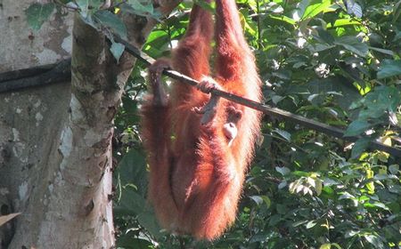 Satu Orang Utan Ditemukan Mati di Taman Nasional Gunung Leuser