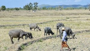 9 Daerah di NTB Darurat Kekeringan, BPBD: Kekurangan Air Bersih