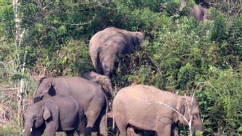 BKSDA Deploys Team To Overcome Elephant Herd Disturbance In East Aceh