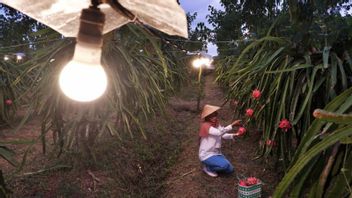 13,000の顧客が西ジャワの電化農業プログラムを利用