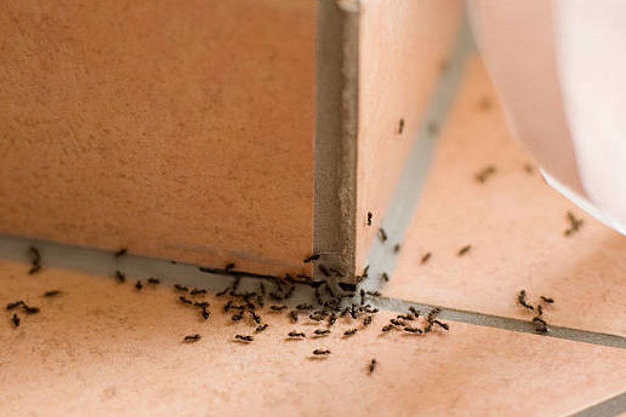 8 façons d'enfuir les semences naturelles à la maison : 8 façons d'enfuir les mammifères