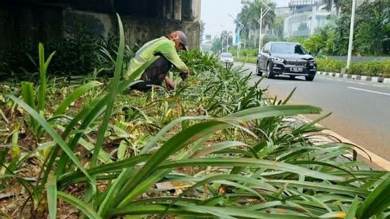 Tanaman di Sejumlah RTH Kawasan Jakpus Rusak akibat Terinjak Massa Demo 11 April