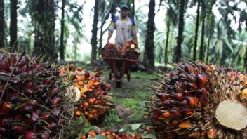 Bad News, Malaysia Beats Indonesia To Become The Main Supplier Of Palm Oil In India, Because Of Sri Mulyani's Policy?
