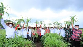 OJK Inaugure KUR Agriculture Pour Les Cultivateurs De Sereh Wangi à Minahasa