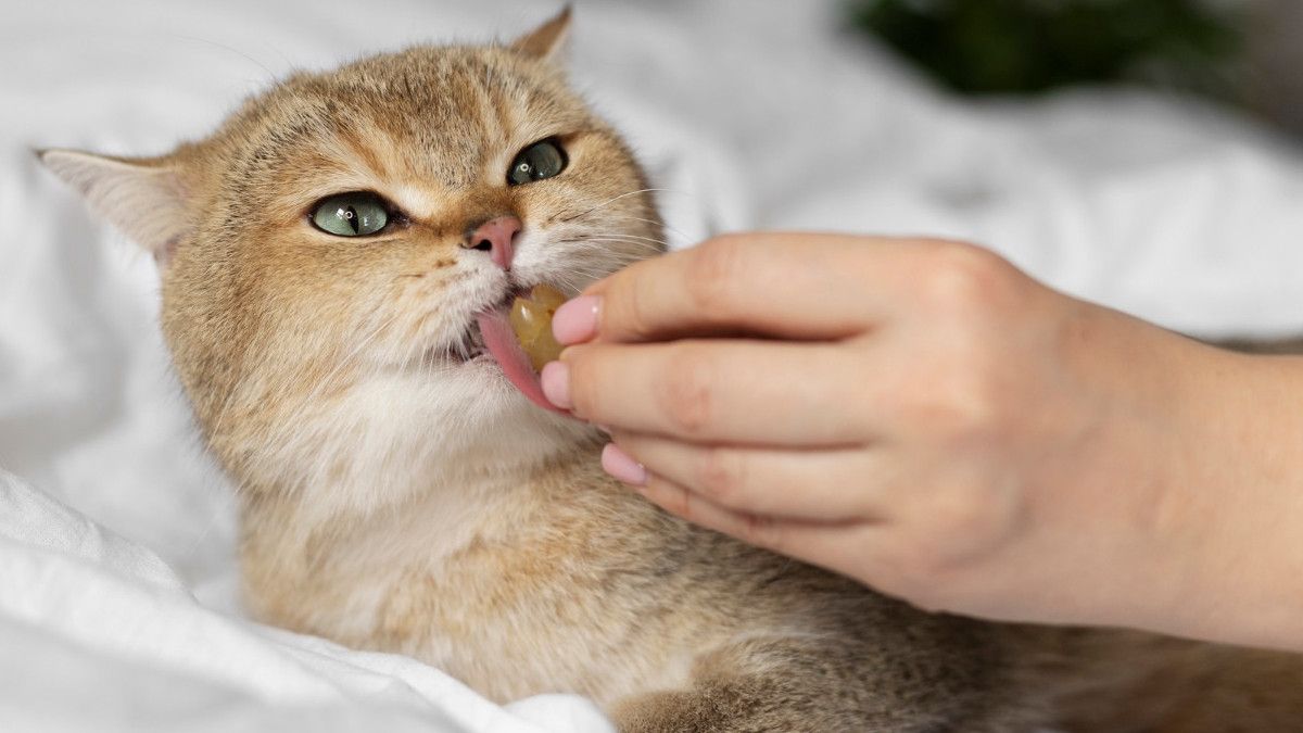 Treating Cats Withworms, Recognize The Ways And Doses