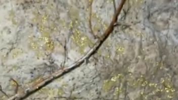 ウイルス:デリ・セルダンの金のフレークを持つ洞窟、地区の頭は説明を与えます