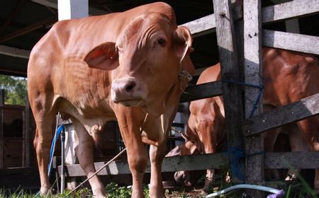 Waduh, 25 Sapi dan 8 Kambing di Palangka Raya Dinyatakan Tak Penuhi Syarat Hewan Kurban Iduladha