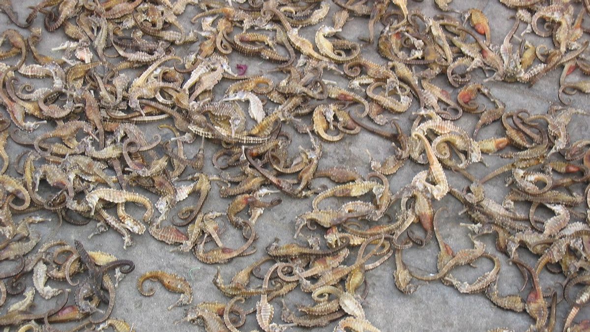Indian Police Thwarts Smuggling of Dozens of Sea Horses Protected by Bicycles