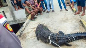 4 Meter Crocodile Enters Settlement In Natuna, Residents Are Asked To Be Alert When Activating